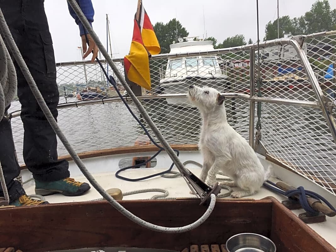 Parson Russel Terrier Karlie schaut ihrem Skipper gespannt beim Manöver zu.