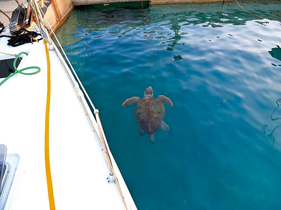 Schildkröten trifft man in Monemvasias Stadthafen häufig morgens und abends. Die Fischer füttern sie regelmäßig, daher kommen die Tiere immer wieder ins Becken geschwommen
