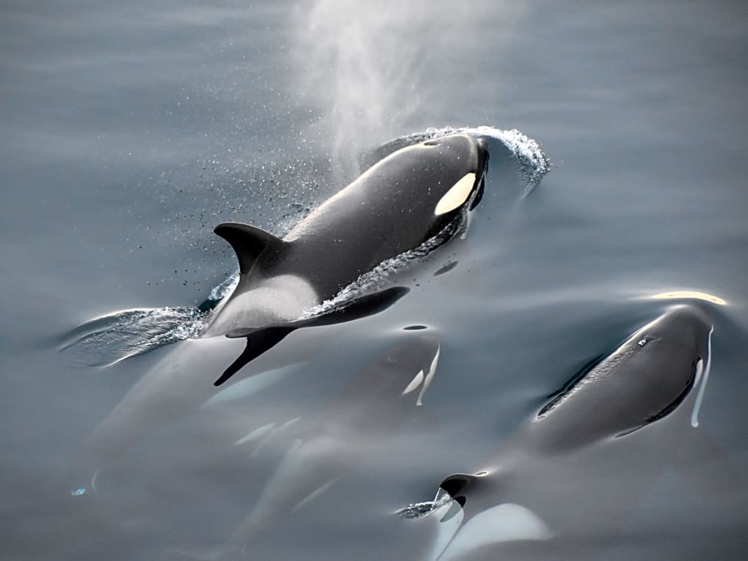 Eine Handvoll Sand als wirksamer Schutz gegen Orcas?
