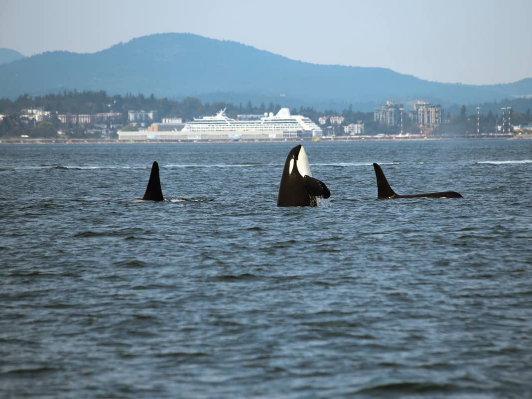 Sperrzone soll Vorfälle zwischen Seglern und Orcas eindämmen