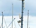 Eine typische WLAN-Antenne im Hafen. Bei größeren Anlagen steht oft auf jeder Brücke so ein Zugriffspunkt