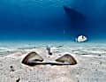 Das Leserfoto des Jahres: Was mag sich die Meerbrasse beim Anblick des Ankers denken? Und ob sie die über ihr schwimmende Yacht bemerkt hat?