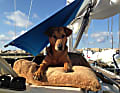 Schatten an Bord ist besonders wichtig für die Vierbeiner. Bordhund Juni genießt den Sommer-Segelurlaub auf der Ostsee.