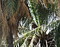 Pavian auf der Palme