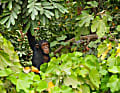 Schimpanse im Blätterwald