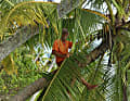 Hoch hinaus, wenn’s sein muss: Der 67-jährige Wolfgang Slanec klettert noch immer auf Palmen und ins Rigg