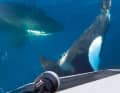 Die überlieferten Szenen sind immer ähnlich. Orcas nähern sich der Yacht und attackieren das Ruderblatt