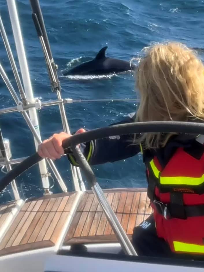 Schon wieder Norweger von Orcas angegriffen – Rettung von Delphinen?