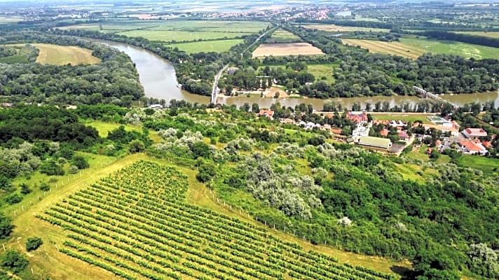 Am Fuß des Weinbergs von Tokaj mündet der Fluss Bodrog (links oben, durch Bäume verdeckt) in die Theiß