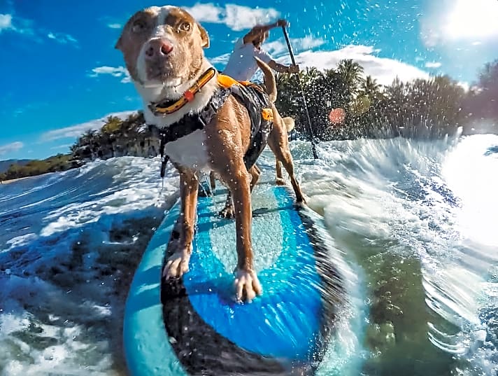   Selbst Wellenabreiten ist mit geübten Hunden möglich. Wichtig ist, dass man den Vierbeiner langsam an die neue Umgebung gewöhnt.
