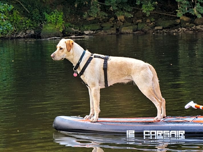   Achte darauf, dass du deinen Hund nicht überforderst. Auch Hunde müssen sich beim Stand up Paddlen gut ausbalancieren – das kann durchaus sehr anstrengend sein.