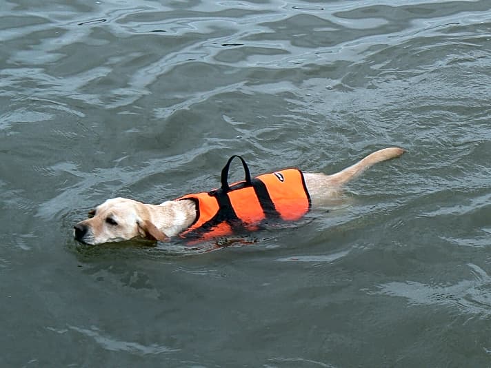   Unbedingt sinnvoll: eine markante Weste mit Griff, um den Hund aus dem Wasser zu bergen