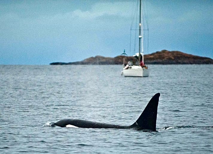   Friedliche Begegnung zwischen Yacht und Schwertwal, hier in Norwegen