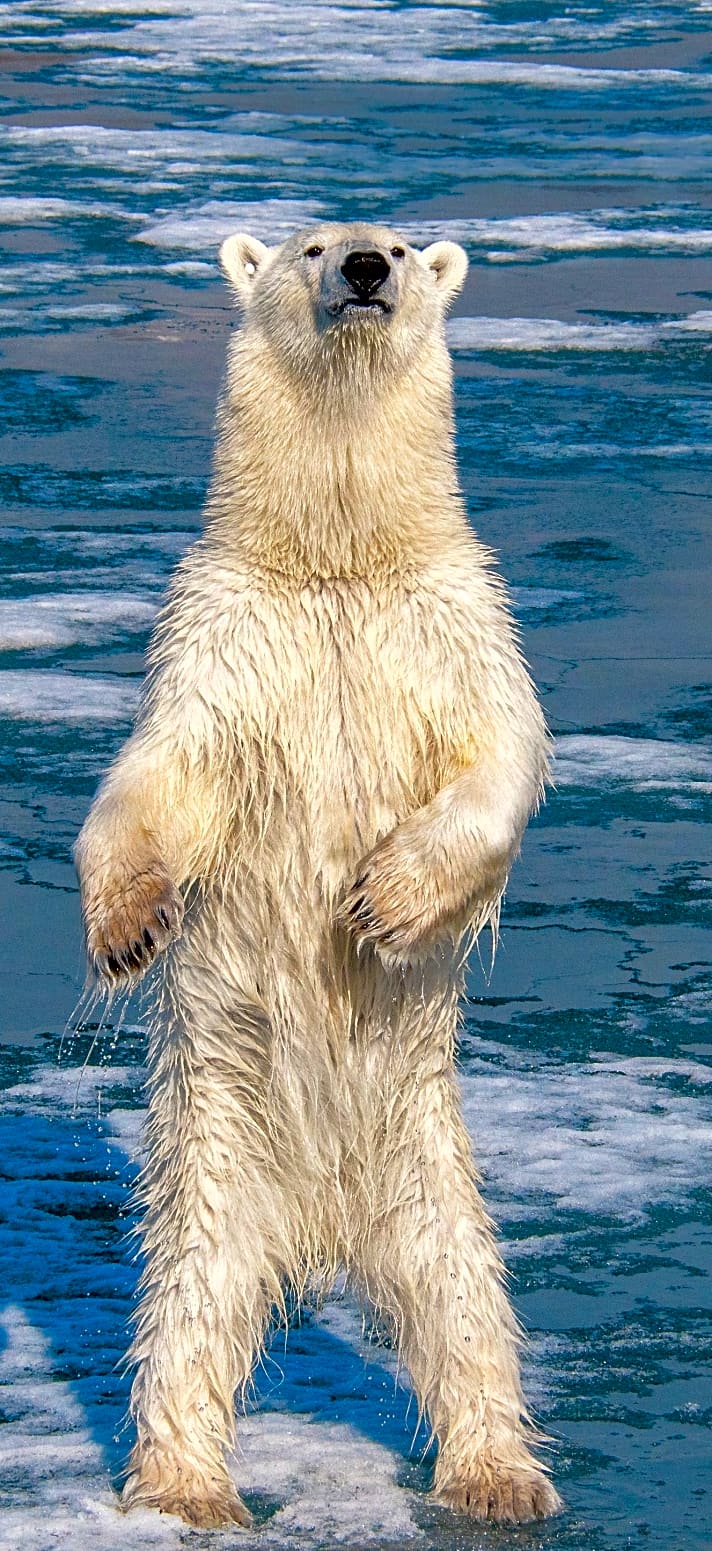   Ein Eisbär, angelockt von Gerüchen aus der Pantry, richtet sich unmittelbar neben dem Schiff zu voller Größe auf