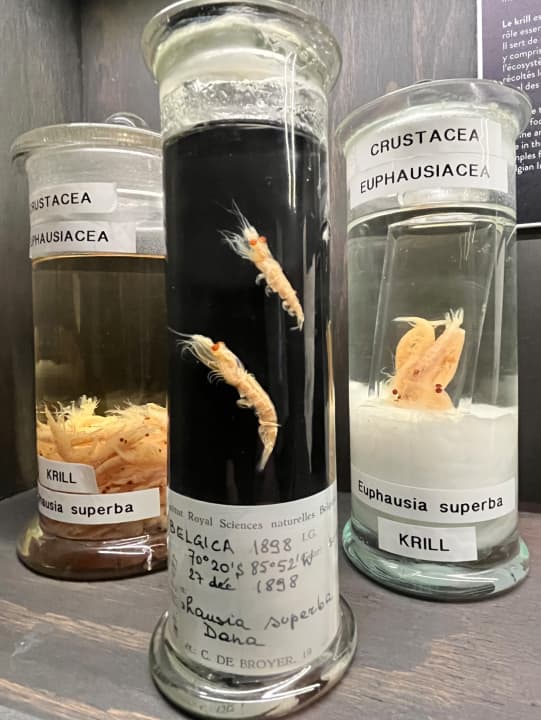 Die Originalproben von Krill, die der rumänische Biologe Racovitza an Bord konservierte