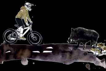 Das solltest du bei Wildschwein-Begegnungen tun