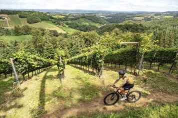 Gravelbike-Touren zwischen Weinbergen