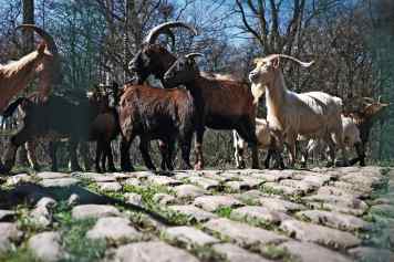 10 Dinge, die man über Paris-Roubaix wissen muss