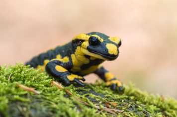 6 Tiere, die unter Gravelreifen sterben