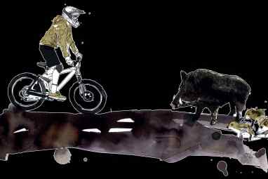 Das solltest du bei Wildschwein-Begegnungen tun