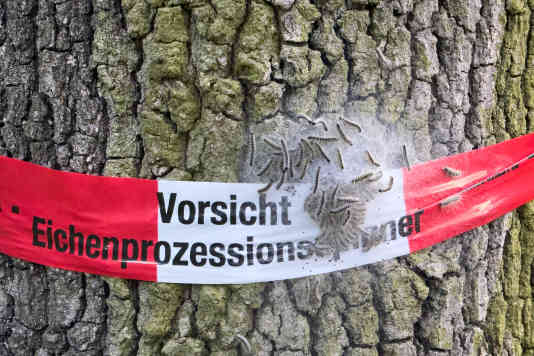 ​Gift auf dem Trail. Oder: Wenn die Raupen kommen!