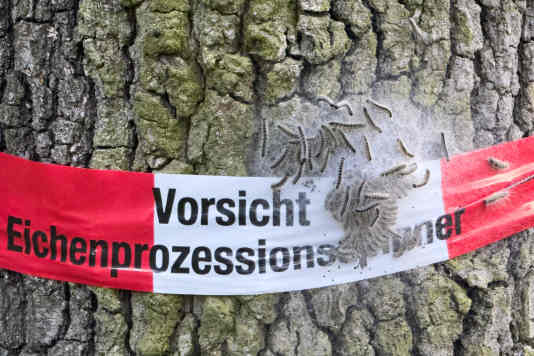 Achtung, die Raupen kommen!