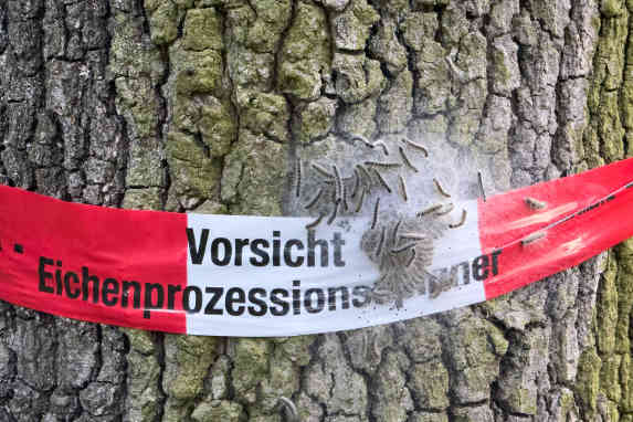 ​Poison on the trail. Or: When the caterpillars arrive!