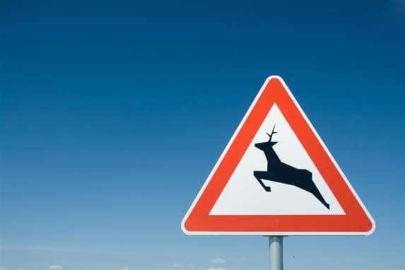 Sind Sie schon mal von einem Reh überrannt worden?