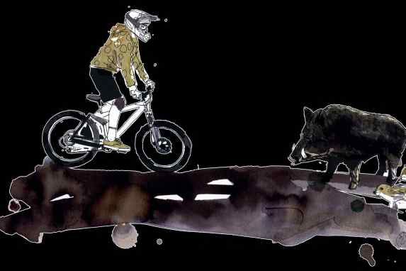 Das solltest du bei Wildschwein-Begegnungen tun