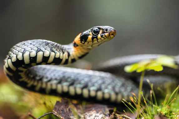 Naturkunde des schlechten Gewissens