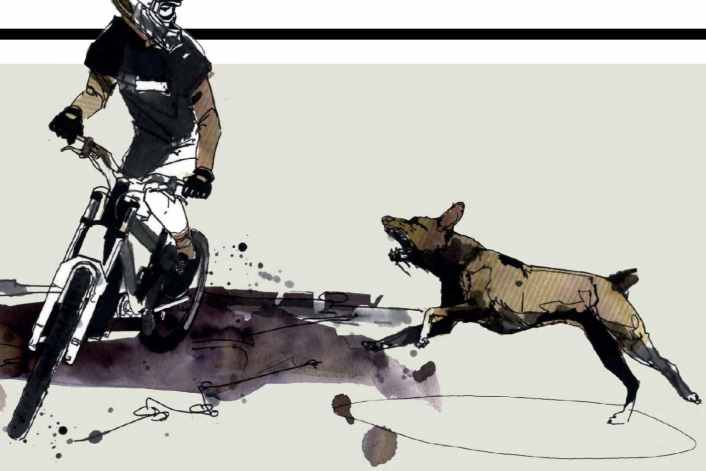 Was du bei aggressiven Hunden beachten solltest