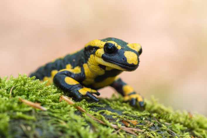 6 animals that die under gravel tyres