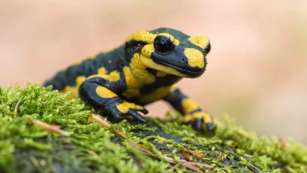 6 animals that die under gravel tyres