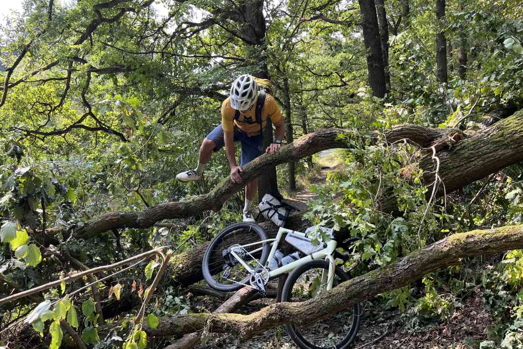 Rose Backroad FF - Liebe auf den ersten Blick