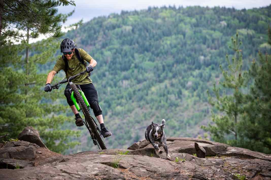 Never in hot weather – tips on what cyclists with dogs need to bear in mind