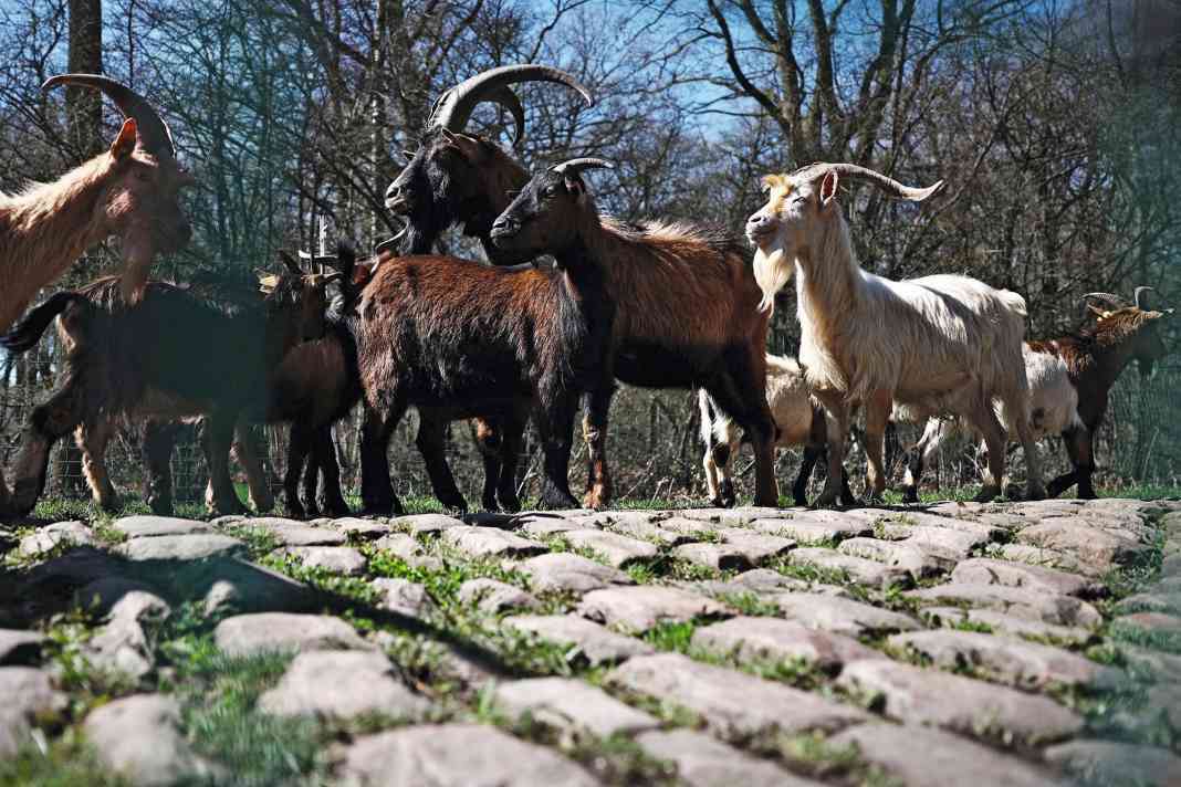 10 Dinge, die man über Paris-Roubaix wissen muss