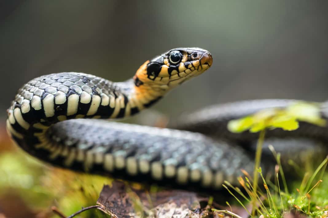 Natural history of the guilty conscience