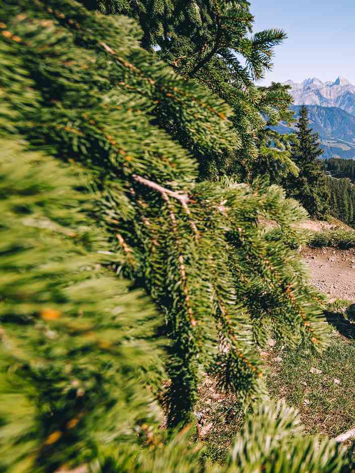 Five milestones in Leogang