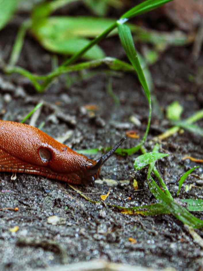 Die Überfahrenen. Krabbelliste, Teil 5