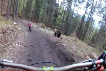 Bär im Bikepark