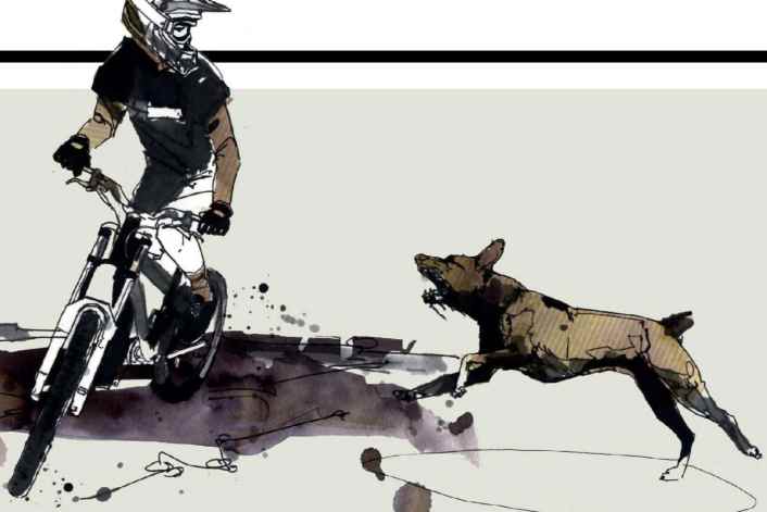 Was du bei aggressiven Hunden beachten solltest
