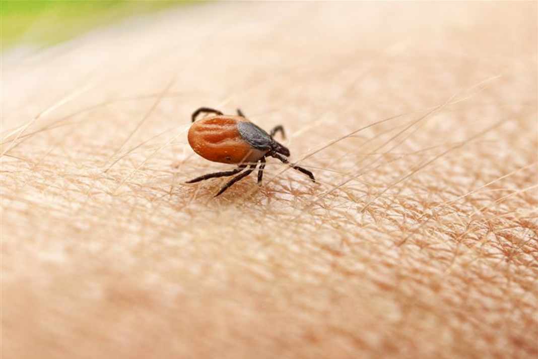 Die 10 wichtigsten Fakten für Radsportler über Zecken