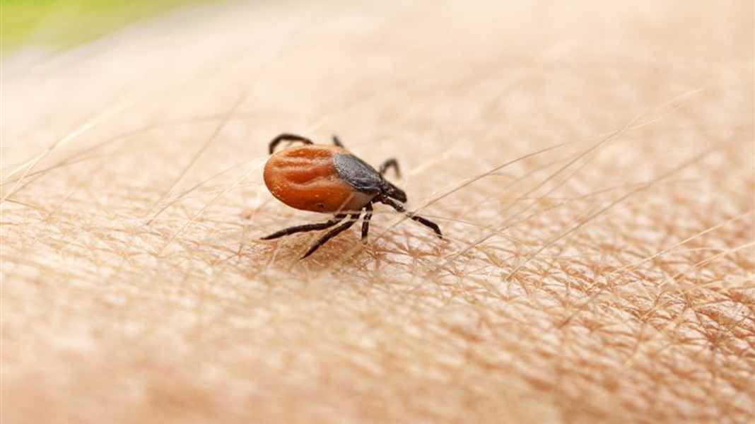 Trail ghost ticks: 10 facts about ticks that every biker should know