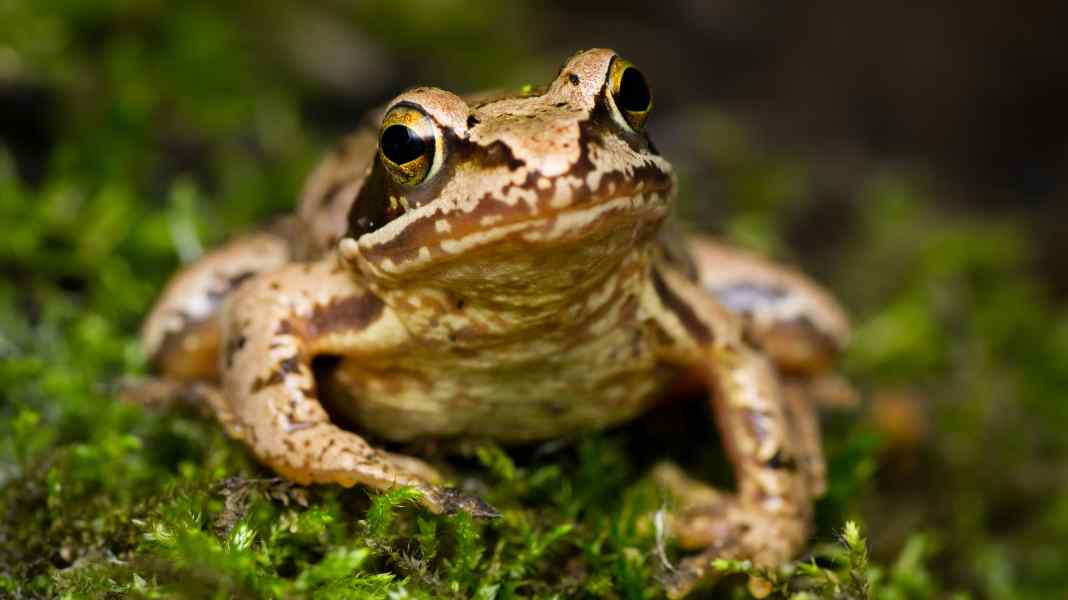 Naturschutz: Auf diese Tiere sollte man beim Biken achten