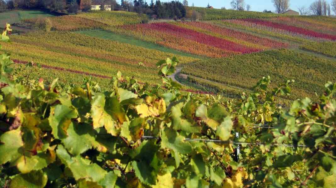 On the Remstal cycle path through the wine bar of Württemberg