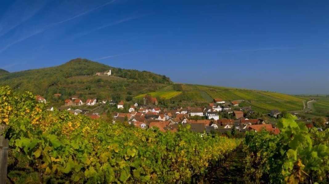 German Wine Route Cycle Route: A lively ride through the vineyards