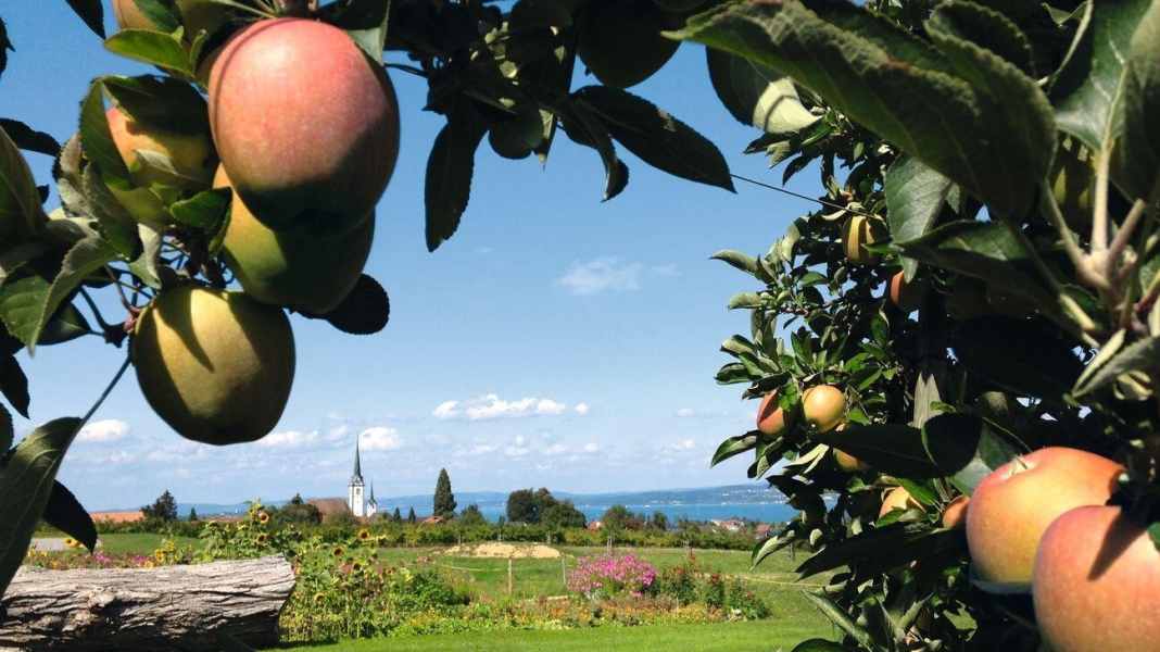 Enjoy cycling on Lake Constance
