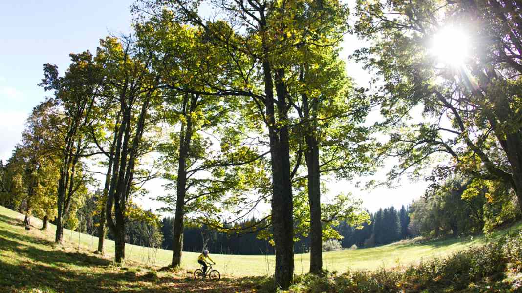 Bavarian Forest: Mühlgraben Supertrail