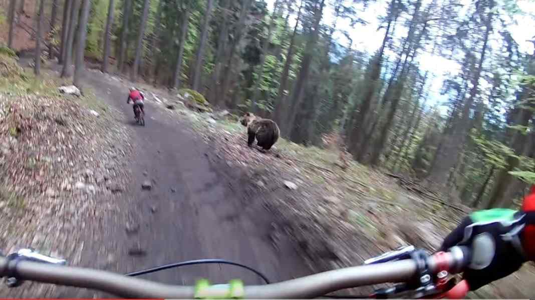 Bear in the bike park