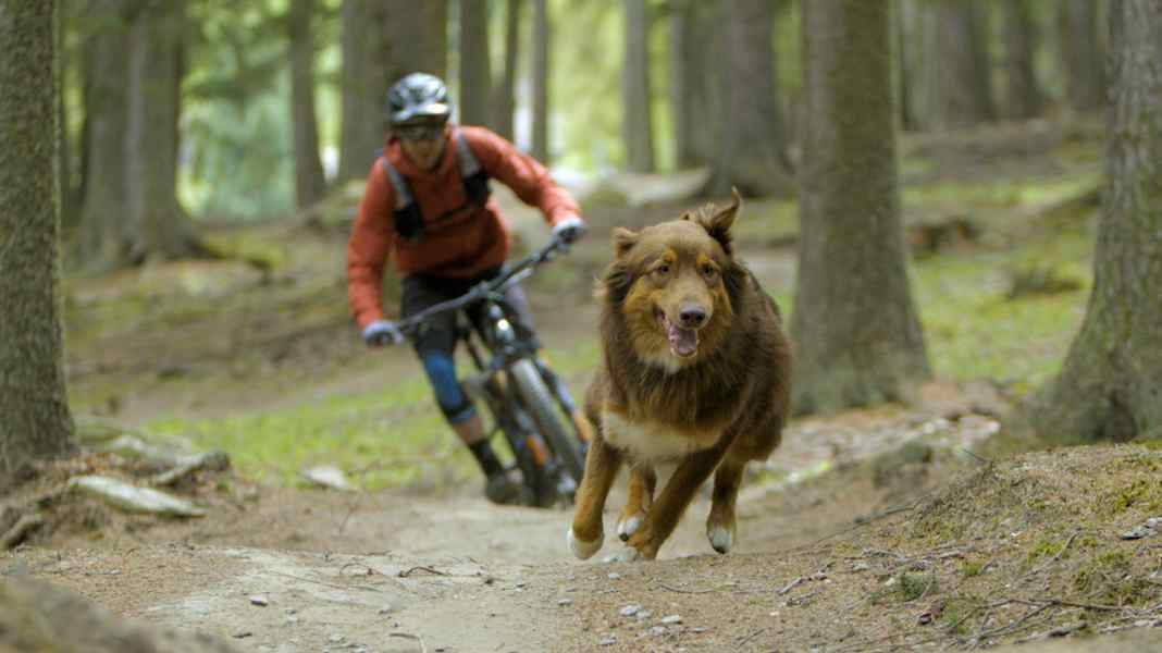 "Paws & Wheels" and biking with your dog